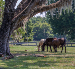 Pferde grasen unter alten Eichen mit spanischem Moos auf einer gr&uuml;nen Weide in Louisiana.