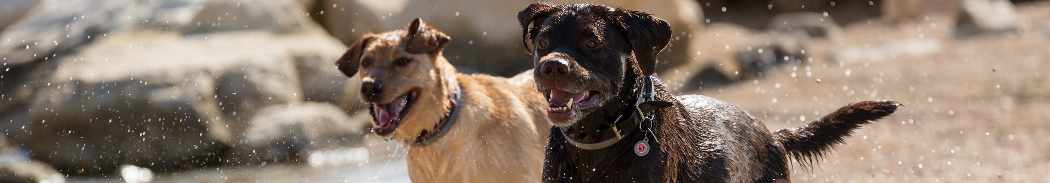 Kroatienurlaub mit Hund
