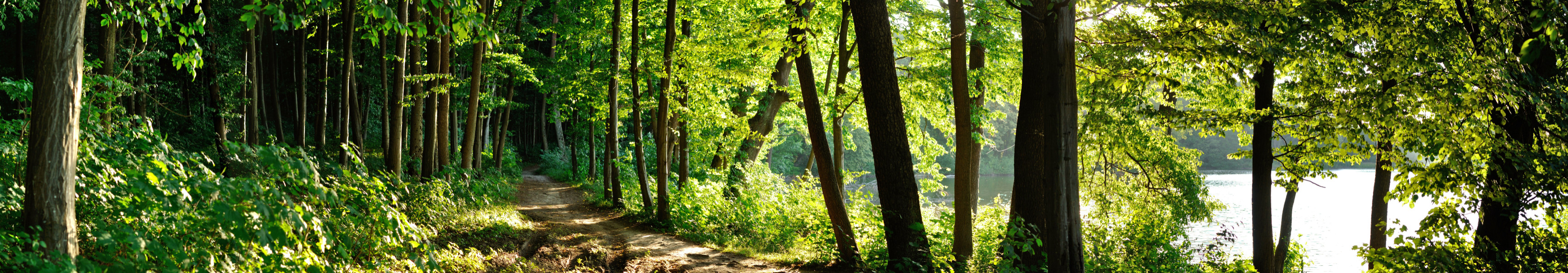 Holpriger Wanderweg inmitten eines Waldes