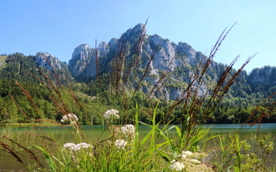 Wiese mit Berge und See in &Ouml;sterreich