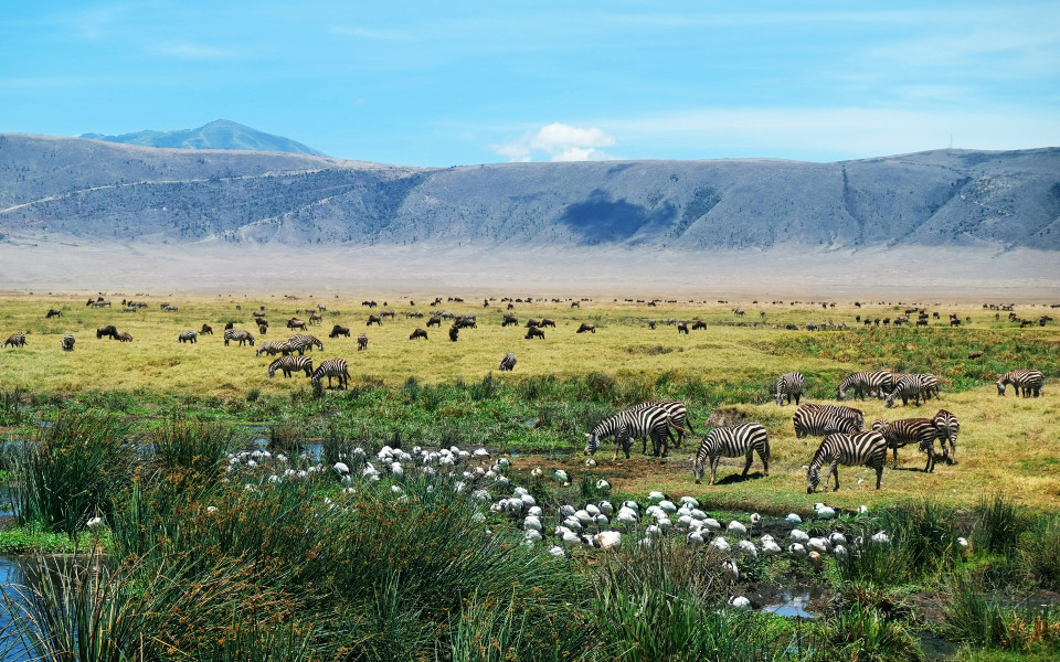 Bild Angebot Tansania und Sansibar - Atemberaubende Tierwelt im Schatten des Kilimanjaros